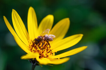 Close-up bee on a yellow Jerusalem artichoke flower. Autumn flower macro photo
