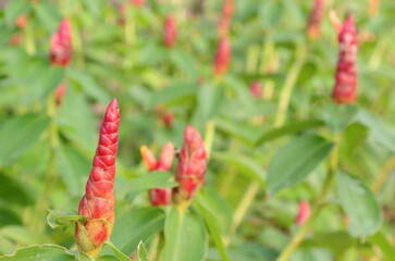 Red indian head ginger on green leaves in the garden