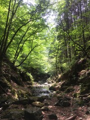 Fototapeta premium morning in the forest