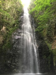 Obraz premium waterfall in the woods
