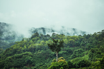 Fototapeta na wymiar Fog is passing through the mountains of northern Thailand in the rainy season.