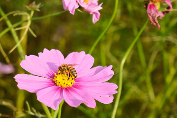 Obraz premium コスモスとミツバチ