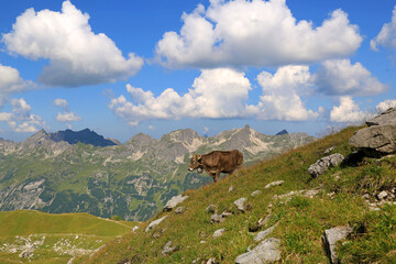 Kuh in den Allgäuer Alpen - hochalpin