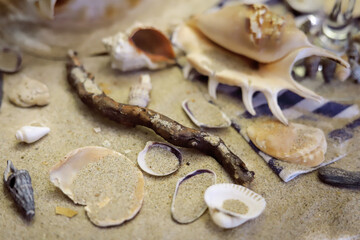 Fototapeta na wymiar sand sea background with branch , shells and rocks close-up