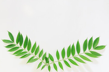 Green leaves  isolated on a white background With copy space
