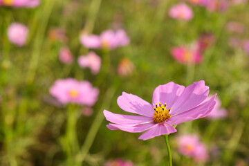 Fototapeta premium コスモス (接写)