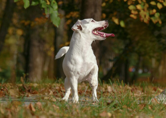 Terrier in a hunting stance with a raised paw