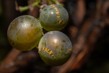 A closeup picture of grapes on a vine branch. Dark background. Picture from Scania county, Sweden