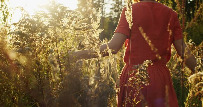 Faceless girl walking through dry autumn field backlit with golden light. Back crop view of natural woman stroking grass outdoors going to setting sun slow motion. Natural style lifestyle vacation