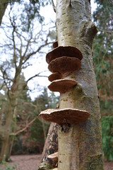 Tree with fungus growing on trunk