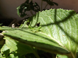 Bebes de la naturaleza