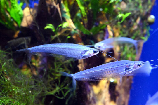 37 Best Ghost Catfish Images Stock Photos Vectors Adobe Stock 37 Best Ghost Catfish Images Stock Photos Vectors Adobe Stock