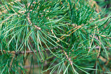 Pine branches close-up with needles. Christmas or New Year natural background with copy space.