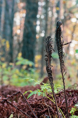 Autumn natural background with dried ferns on a blurred forest background with bokeh. Side view, copy space.
