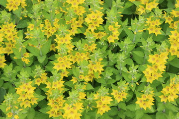 
Bright yellow flowers blooming on a summer meadow