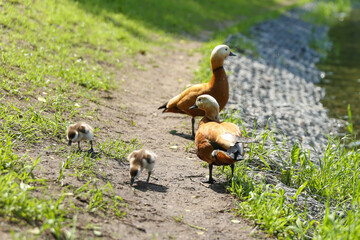 duck with ducklings in the park in summer