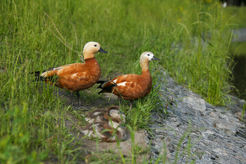 duck with ducklings in the park in summer