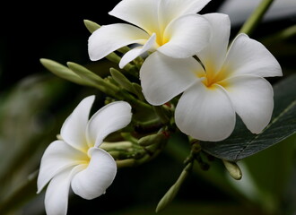 White and yellow plumeria on green leaves and black shadow background