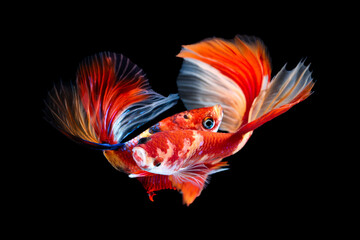 Set of Bettafish on black background.Capture the moving moment of siamese fighting fish isolated on black background