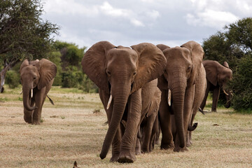 Elephant herd walking in Mashatu Game Reserve in the Tuli Block in Botswana