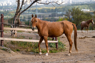 horse in the farm