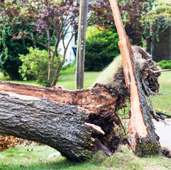 Broken trunk of a tree blown down in a storm