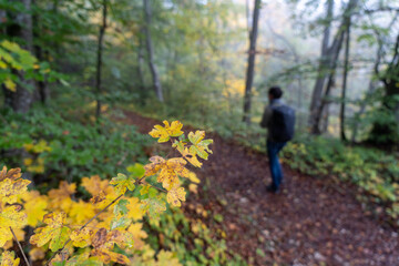 Naklejka na ściany i meble Herbst im Oberen Donautal