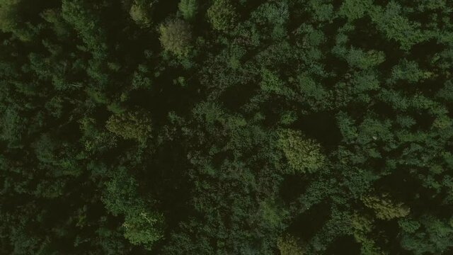 Top down view mixed forest, woodland aerial.