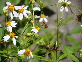 Obraz premium Honeybee in flight