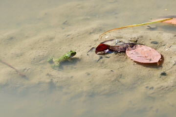 Edible frog swims in the muddy water