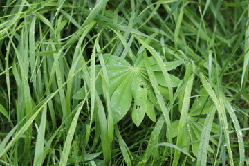 Fototapeta na wymiar Raindrops lie on green leaves of delphinium in the summer garden