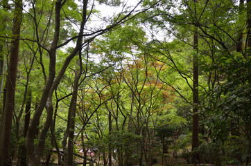 市川運動公園の森