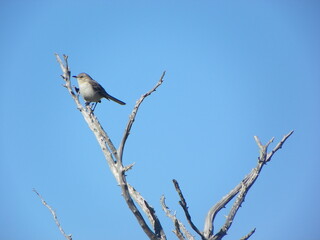 Bird on a bare branch
