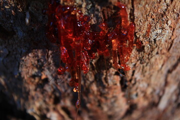 red tree resin in Australia, Grampians national Park, Down under
