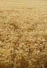 Wheat field seen from above