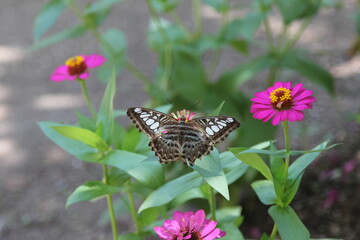 butterfly on flower vietnam