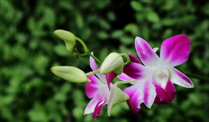 Pink and white orchid on green leaves background