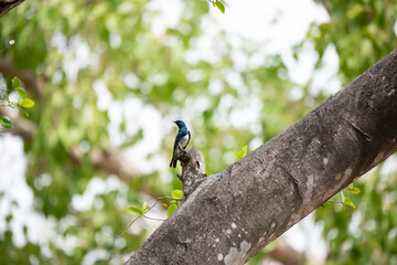 Zappey 's Flycatcher