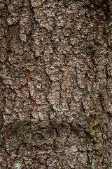 spruce fir bark softwood tree texture background