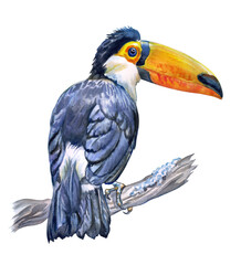Toco toucan (Ramphastos toko) on a branch, watercolor illustration on white background, print for poster, postcard, book illustration, home furnishings decor, etc.