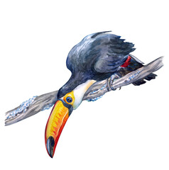 Toco toucan (Ramphastos toko) on a branch, watercolor illustration on white background, print for poster, postcard, book illustration, home furnishings decor, etc. © Ollga P