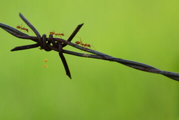 Background image. An ant and barbed wire are the elements.