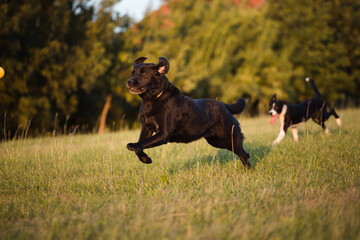 older black labrador retriever dog and a young border collie puppy running in tall grass at sunset