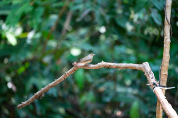 Yellow - rumped Flycatcher