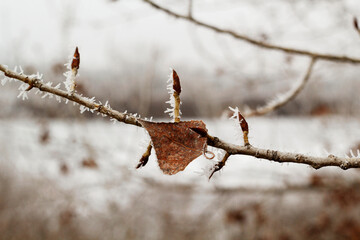 Picture of bright white winter landscape with frozen leaf of poplar tree close up