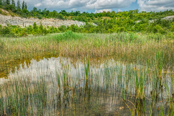 Obraz premium Vegetation grows in a pond in a dismissed limestone quarry conveyng a sense of silence, relaxation and quiet with tranquil and calm feelings. Clouds reflect in the lake 's water - Solrod, Denmark