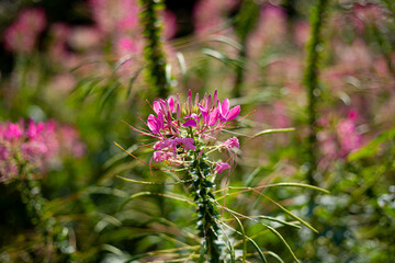 Pink Cleoma flowering garden plant. It is also called champagne splash. Beautiful garden flower. Close-up bud with place for text. Flowerbad.