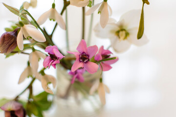 Obraz premium Snowdrops and Hellebores with Fairy Lights.