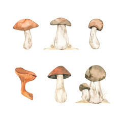 Watercolor Autumn illustrations of different kind of mushrooms. Design autumn separate elements. Perfect for invitations, greeting posters, prints, social media
