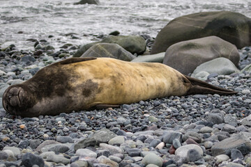 Southern Elephant Seal (Mirounga leonina), Antarctica
